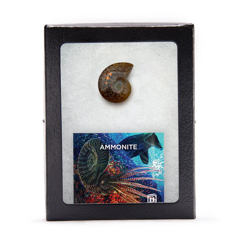 Ammonite - Image 5