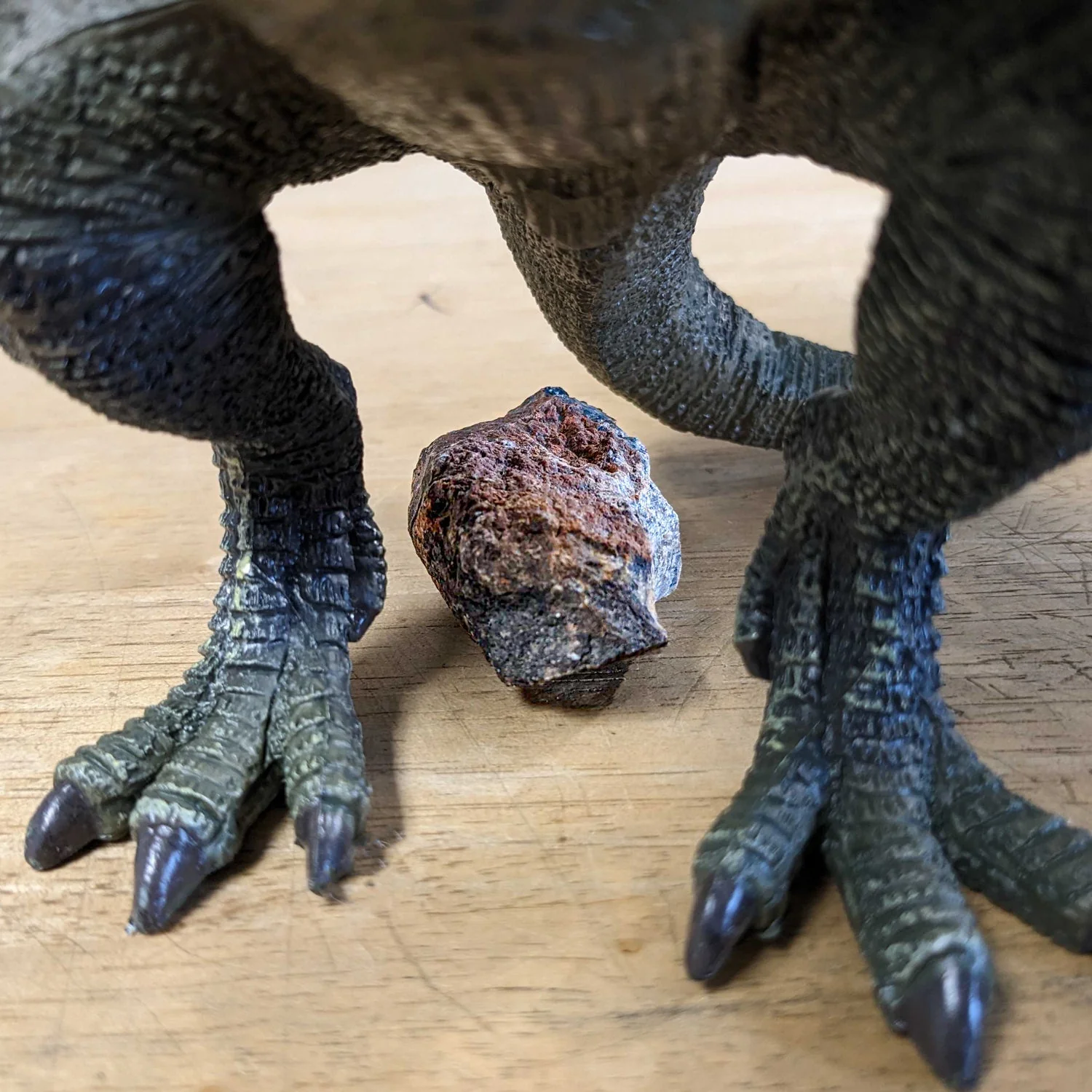 Dinosaur Dung (Coprolite) - Classic Riker Box Specimen - Image 3