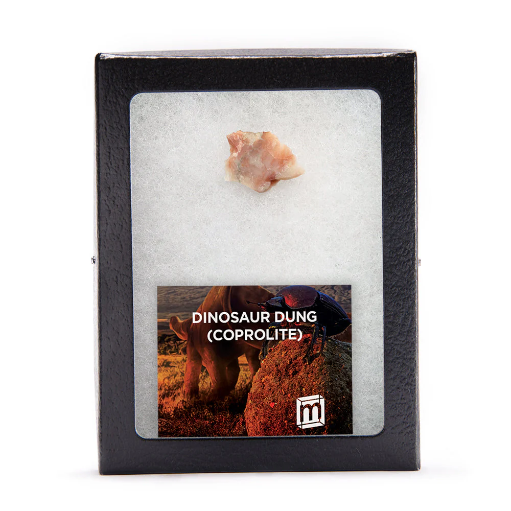 Dinosaur Dung (Coprolite) - Classic Riker Box Specimen - Image 4