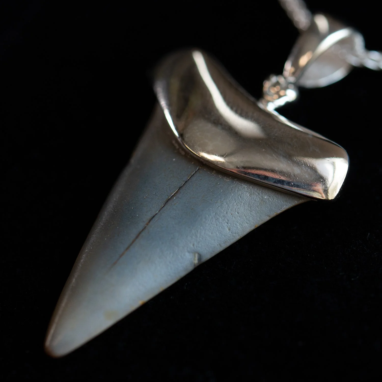Fossil Shark Tooth Pendant - Image 3