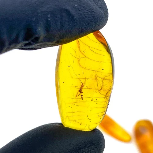 Insect in Baltic Amber - Image 2