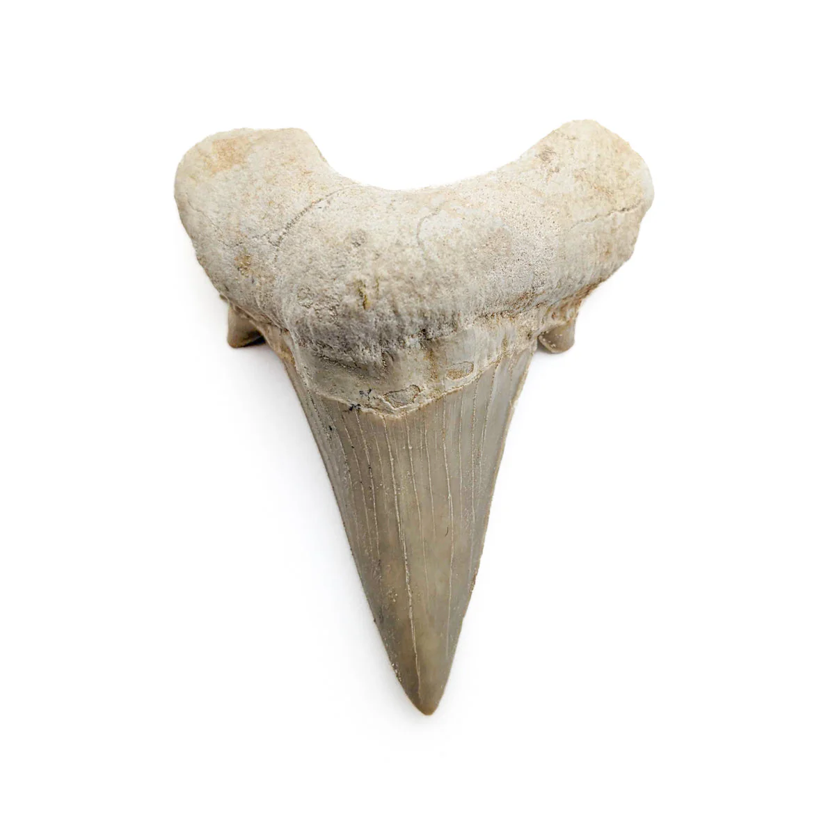 Otodus Fossil Tooth - First Megatooth Shark - Image 12