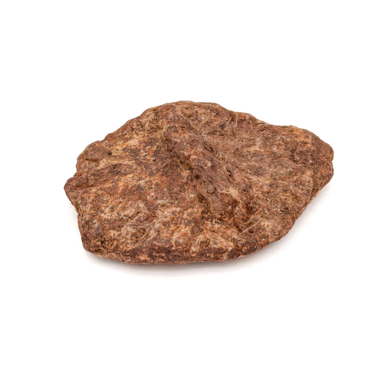 Phytosaur Scute - Classic Boxed Specimens - Image 2