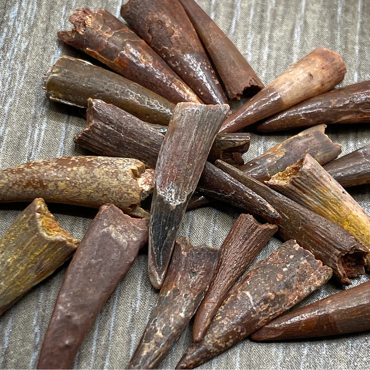 Pterosaur Tooth - Classic Riker Box Specimens - Image 2